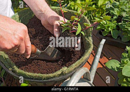 Primo piano di uomo persona giardiniere in vaso su piantando fuchsia fuchsias piante di pianta in un cesto pendente Inghilterra Regno Unito Gran Bretagna Foto Stock