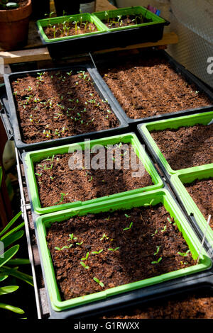 Piantine di marigold in vassoi di semi di plastica vassoi di semi nella serra in primavera Inghilterra Regno Unito GB Gran Bretagna Foto Stock