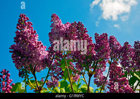 Primo piano di fiori viola lilla in primavera fioritura Comune cespuglio arbusto Inghilterra Regno Unito GB Gran Bretagna Foto Stock