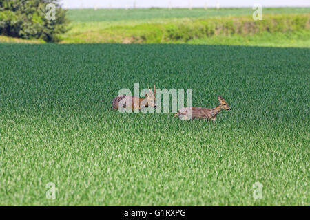 Il capriolo Capreolus capreolus buck e il doe nel frumento invernale il raccolto a Cranborne Chase Dorset Inghilterra Foto Stock