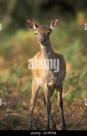 Red Deer Cervus elaphus hind close up tra bracken New Forest National Park Hampshire Inghilterra Foto Stock