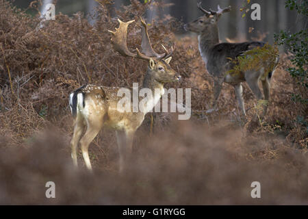 Daino Dama Dama maschio maturo in autunno Linwood New Forest National Park Hampshire Inghilterra Foto Stock