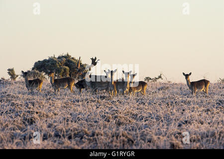 Daino Dama Dama buck maturo e non su frosty brughiera Hincheslea Moor New Forest National Park Hampshire Inghilterra Foto Stock