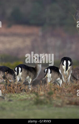 Daino Dama Dama fa in cappotto invernale Picket pianura nuova foresta Naional Park Hampshire Inghilterra Foto Stock