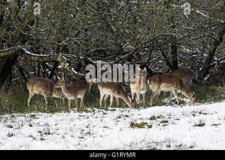 Daino Dama Dama non in neve cervi Bolderwood Santuario New Forest National Park Hampshire Inghilterra Foto Stock