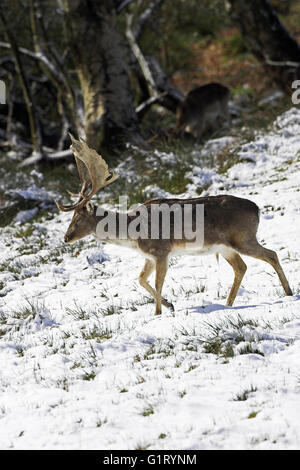 Daino Dama Dama Bolderwood Deer Santuario New Forest National Park Hampshire Inghilterra Foto Stock