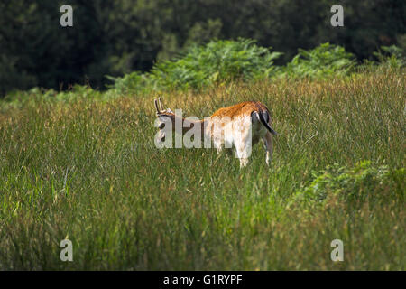 Daino Dama Dama young buck cervi Bolderwood Santuario New Forest National Park Hampshire Inghilterra Foto Stock