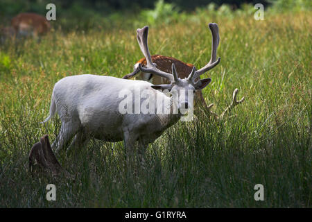 Daino Dama Dama white buck in velluto cervi Bolderwood Santuario New Forest National Park Hampshire Inghilterra Foto Stock