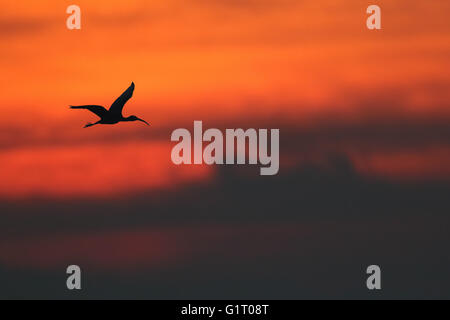 Wild ibis lucido (Plegadis falcinellus) a Montrose bacino, Angus, Scozia. Raro uccello del Regno Unito. Preso in silhouette al tramonto. Foto Stock