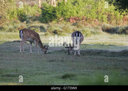 Daino Dama Dama bucks in velluto New Forest National Park Hampshire Inghilterra Foto Stock