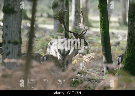 Daino Dama Dama buck e non sui solchi stand New Forest National Park Hampshire Inghilterra Foto Stock