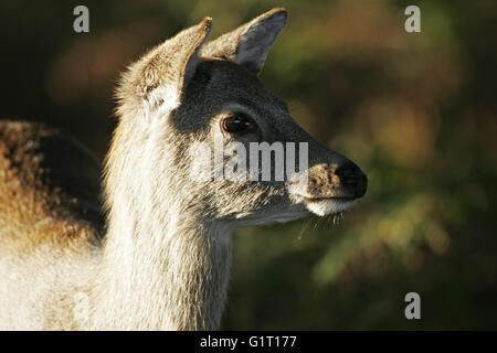 Sika deer Cervus nippon Ritratto di giovane hind Arne Dorset Inghilterra Foto Stock