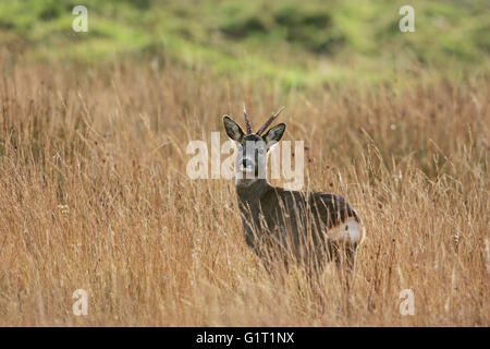 Il capriolo Capreolus capreolus buck tra erba lunga Islay Argyll and Bute Highlands della Scozia UK Foto Stock