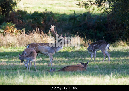 Daino Dama Dama Bolderwood Deer Santuario New Forest National Park Hampshire England Regno Unito Foto Stock