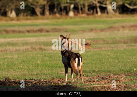 Daino Dama Dama buck Kings Meadow New Forest National Park Hampshire England Regno Unito Foto Stock