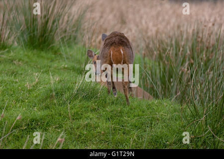 Muntjac Muntiacus reevesi [femmina captive] West Country Wildlife Photography Center Devon England Regno Unito Foto Stock