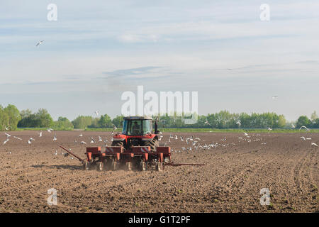 Un trattore rosso aratri campo accompagnato da decine di gabbiani Foto Stock