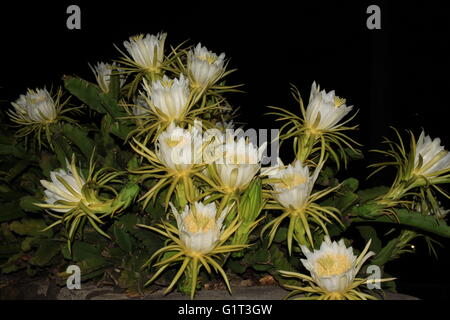Notte Blooming Cereus (Regina della notte, Dragon frutta) Fiori Foto Stock