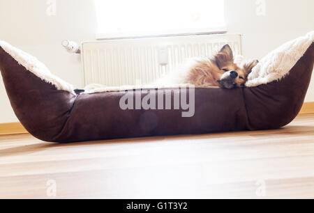 Shetland sheepdog risiede nel cestello del cane Foto Stock