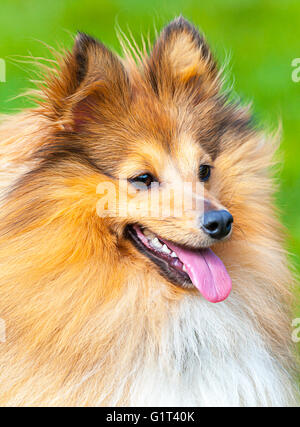 Ansimando Shetland Sheepdog ritratto Foto Stock