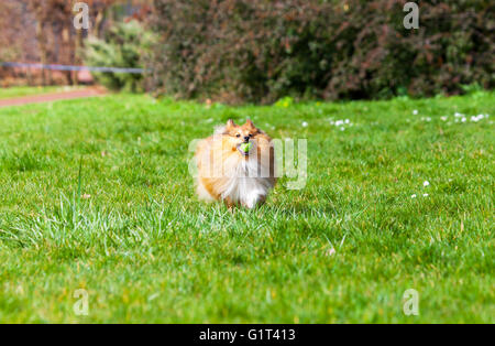 Esecuzione di Shetland Sheepdog con sfera Foto Stock