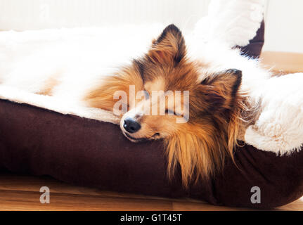 Shetland sheepdog dormire nel cestello del cane Foto Stock