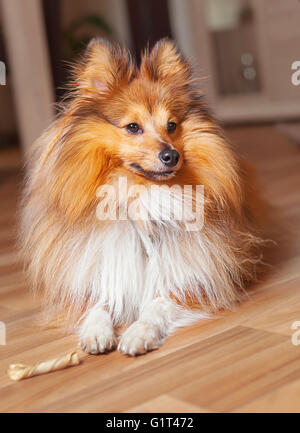 Giovani shelty cane con un prodotto da masticare per cani osso Foto Stock