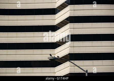 Diversi i piccioni sulla lanterna Foto Stock