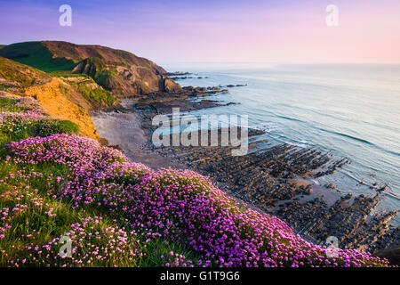 La parsimonia, altrimenti noto come mare rosa in fiore sulla fascia costiera in cima alla scogliera a Speke mulino della bocca, Hartland, North Devon, in Inghilterra. Foto Stock