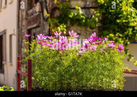 Blooming cosmos fiori su una strada della città sullo sfondo Foto Stock