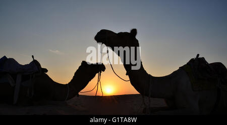 Silhouette di cammelli al tramonto nel deserto di Thar, Jaisalmer, Rajasthan Foto Stock