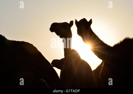 Silhouette di cammelli al tramonto nel deserto di Thar, Jaisalmer, Rajasthan Foto Stock