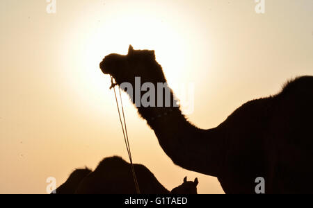 Silhouette di cammelli al tramonto nel deserto di Thar, Jaisalmer, Rajasthan Foto Stock