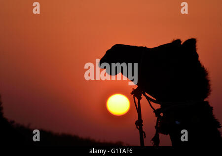 Silhouette di cammelli al tramonto nel deserto di Thar, Jaisalmer, Rajasthan Foto Stock