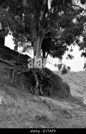 Alberi dove le radici sono cresciuti tanto che hanno germogliato attraverso il suolo Foto Stock