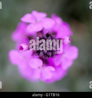 Extreme close up viola erysimum bowles fiori malva Foto Stock