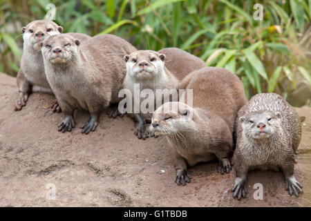 Un gruppo di piccoli orientali artigliato lontre Foto Stock