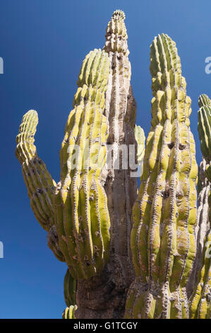 Cardon cactus, Pachycereus Pringlei, Isola di Espiritu Santo, Baja California Sur, Messico Foto Stock