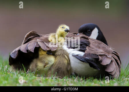 Carino Canada Goose gosling della molla Foto Stock