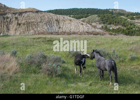 Wild Horse, (Equs ferus), Mustang e colt, Feral, Parco nazionale Theodore Roosevelt, Nord Dakota, STATI UNITI D'AMERICA Foto Stock