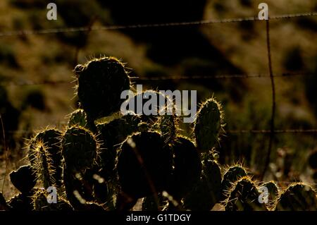 Mi sono fermato a lato della strada. Ero sbalordito su quanto è bello il cactus era nell'illuminazione del tramonto in Arizona. Foto Stock