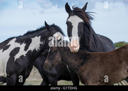 Wild Horse, (Equs ferus), Mustang adulti e colt, puledro Feral, Parco nazionale Theodore Roosevelt, Nord Dakota, STATI UNITI D'AMERICA Foto Stock