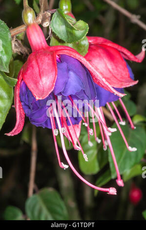 Fuchsia regia, Quito Botantical Gardens, Jardin Botanico de Quito Quito, Ecuador Foto Stock