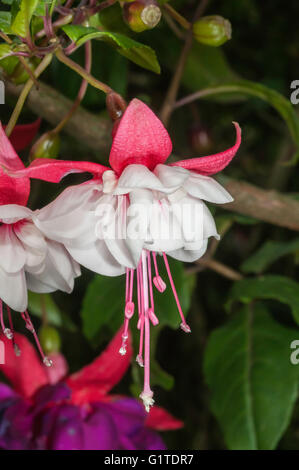 Fuchsia ibrido, Quito Botantical Gardens, Jardin Botanico de Quito Quito, Ecuador Foto Stock