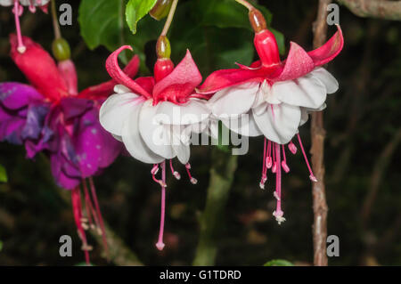 Fuchsia ibrido, Quito Botantical Gardens, Jardin Botanico de Quito Quito, Ecuador Foto Stock