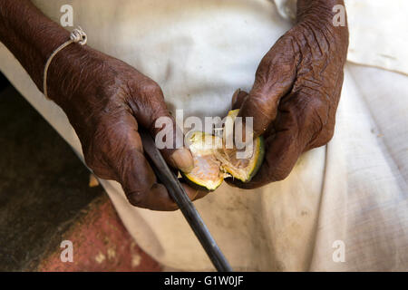 Sri Lanka, Ella, stropicciata mani di uomo vecchio frazionamento Noci di arec (betel) dadi Foto Stock