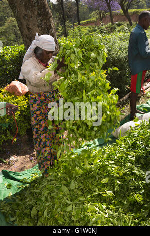 Sri Lanka, Ella, Finlay's Newburgh Green Tea Break Fabbrica, donna prendere l'aria in foglie Foto Stock