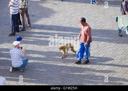 Una catena di monkey pone per la telecamera in Piazza Jemaa El Fna, Marrakech, Marocco Foto Stock
