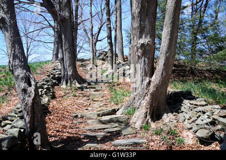 Le scale di pietra che conduce fino entro Laurel Ridge Daffodil Park di Litchfield Connecticut in primavera. Foto Stock