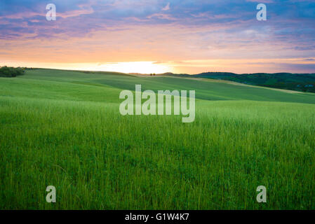 Colorato tramonto sul verde e fresco di campi di grano sulle colline della Val d'Orcia in Toscana, Italia. Foto Stock